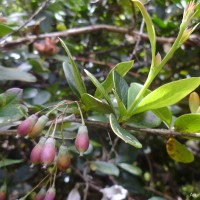 Berberis wightiana C.K.Schneid.